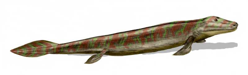 File:Tiktaalik BW.jpg - Wikipedia