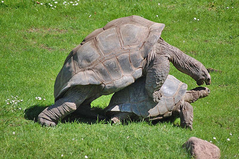 Wikipedia talk:WikiProject Turtles/Archive 2 - Wikipedia