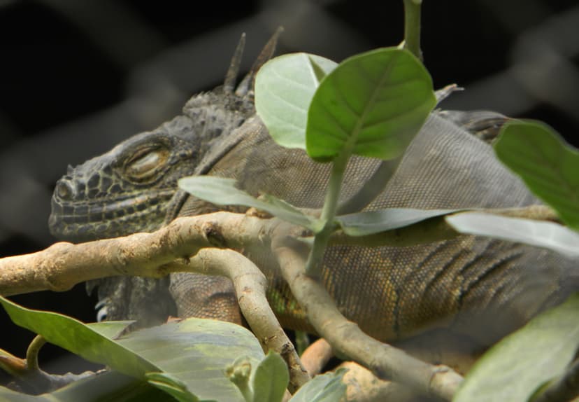 File:Herbivore reptile.jpg - Wikimedia Commons