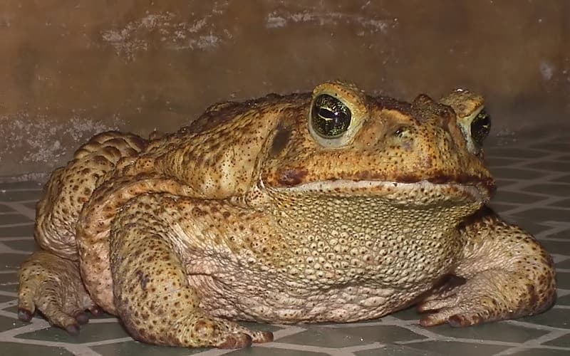 File:Sapo de jardim.jpg - Wikimedia Commons