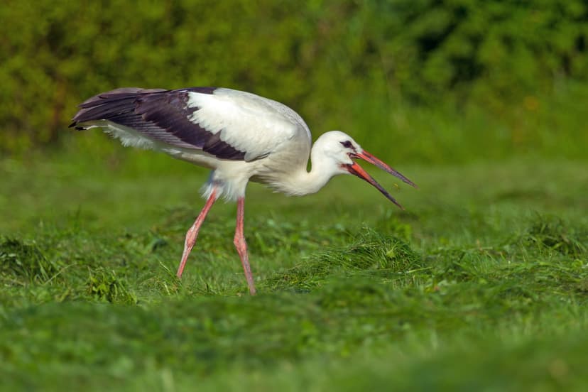 File:White Stork.jpg - Wikipedia