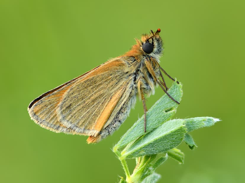 File:Thymelicus sylvestris underside - Keila.jpg - Wikimedia Commons