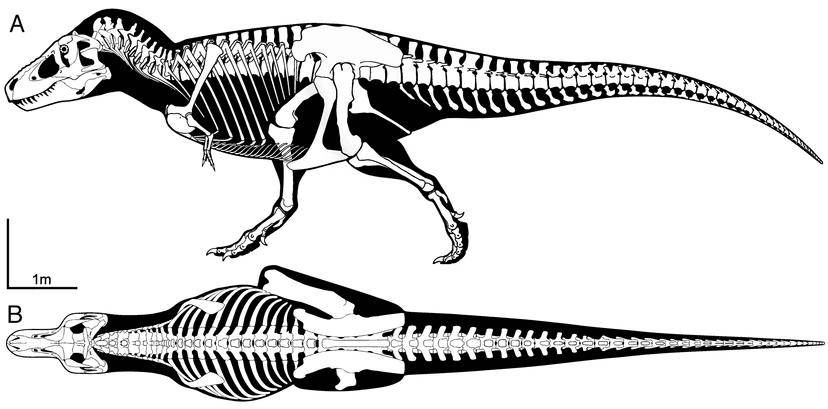 File:Tyrannosaurus Sue skeletal reconstruction.png - Wikimedia Commons