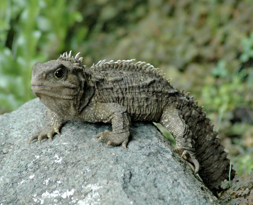 File:30-ish male tuatara.jpg - Wikimedia Commons