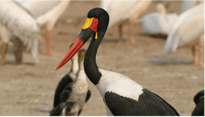 File:Bird species at Kidepo National park.png - Wikimedia Commons