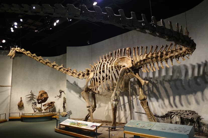 File:Diplodocus longus Denver 1.jpg - Wikimedia Commons