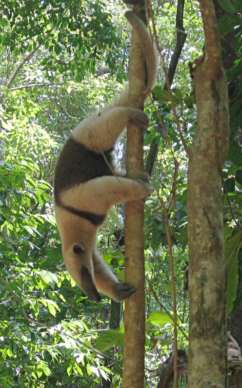 File:DirkvdM tamandua.jpg - Wikipedia