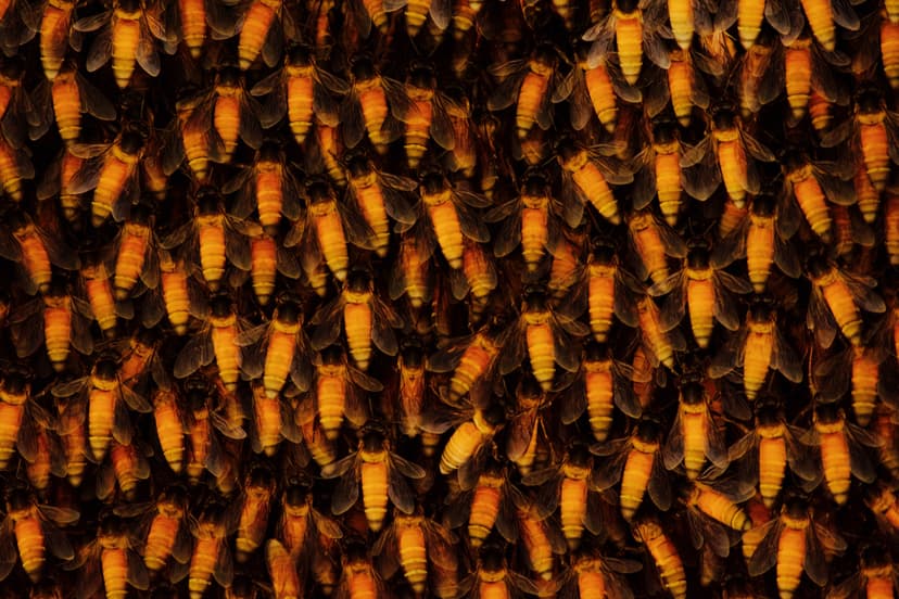 File:Honey Bee(Apis dorsata)Hive.jpg - Wikimedia Commons