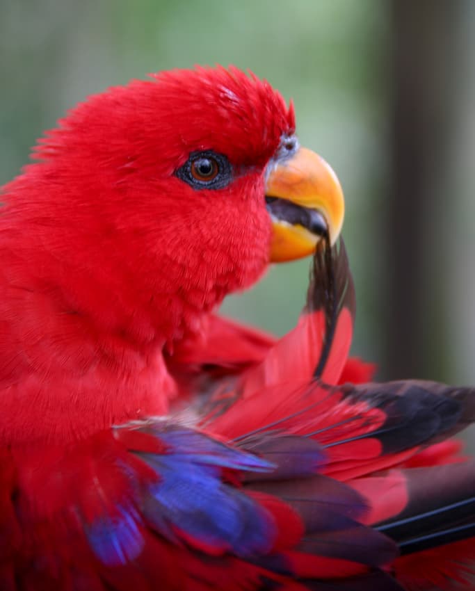 File:Red Lory (Eos bornea)-6.jpg - Wikipedia