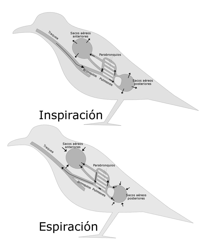 File:BirdRespiration esp.jpg - Wikimedia Commons