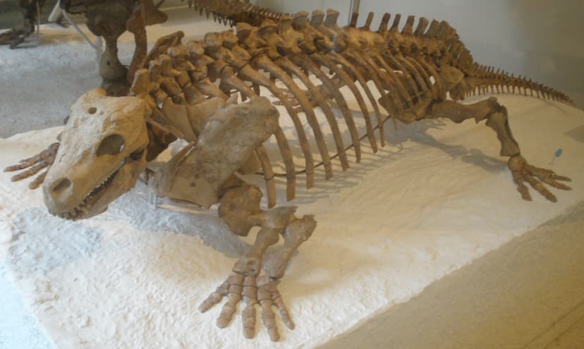 File:Diadectes phaseolinus.JPG - Wikipedia