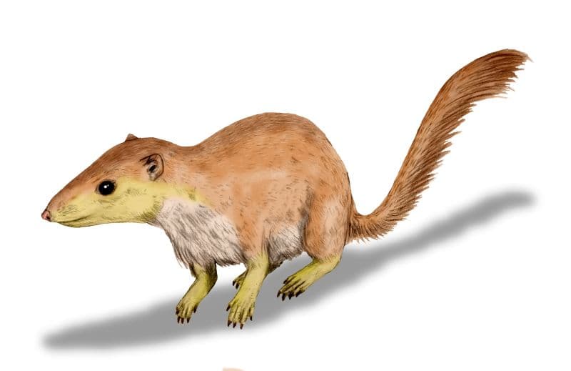 File:Purgatorius BW.jpg - Wikipedia