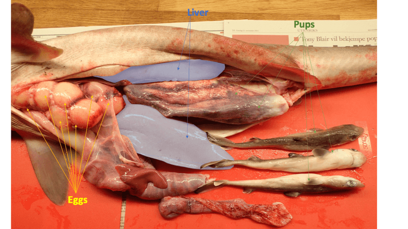 File:Updated Shark Anatomy Image.png - Wikimedia Commons