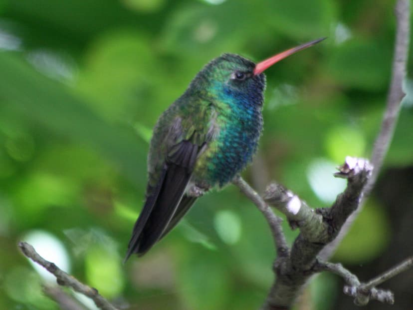 File:Broad-billed Hummingbird SMTC.jpg - Wikimedia Commons