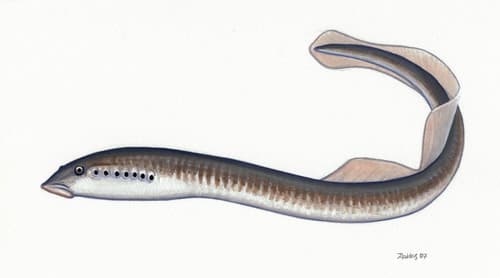 File:Eudontomyzon mariae Dunai ingola.jpg - Wikipedia