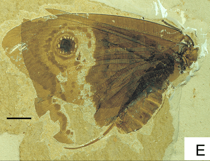 File:Oregramma illecebrosa.png - Wikipedia