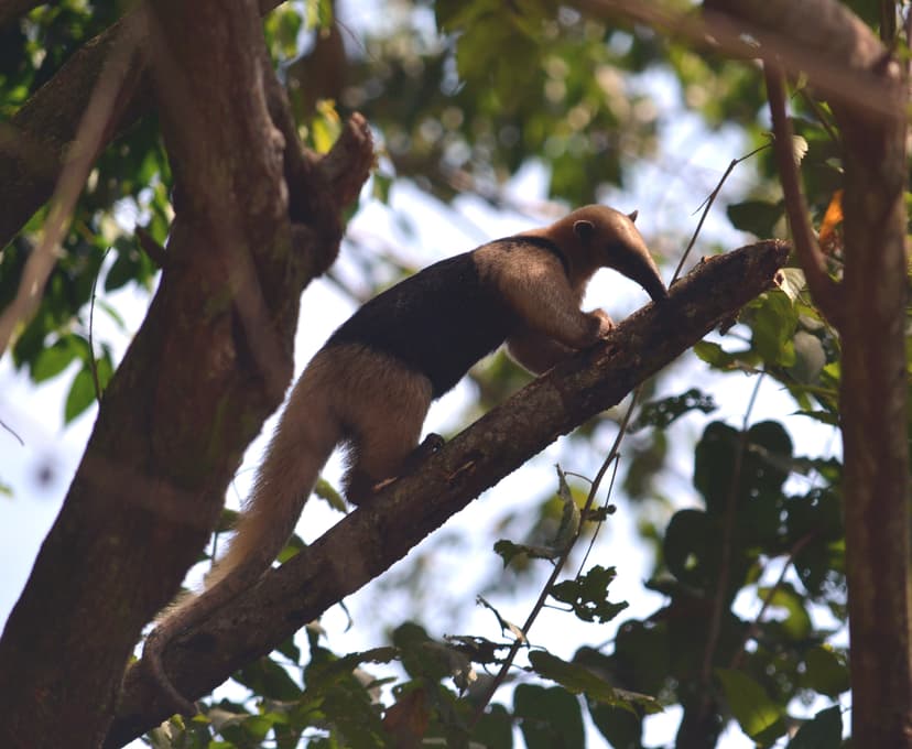 File:Tamandua Anteater Costa Rica.jpg - Wikimedia Commons
