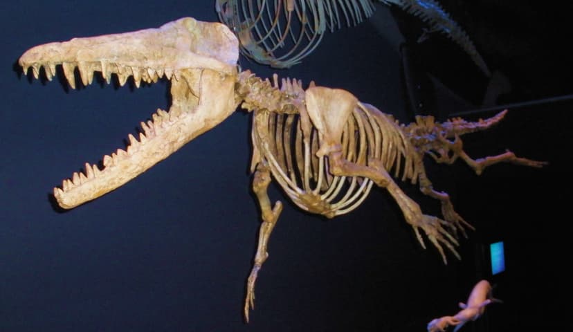 File:Ambulocetus natans.jpg - Wikipedia
