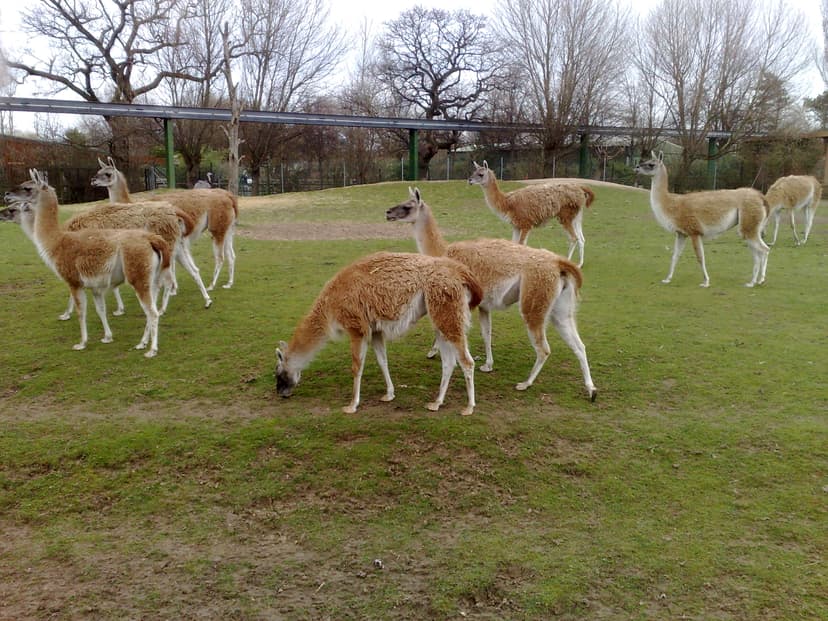 Guanaco - Wikipedia