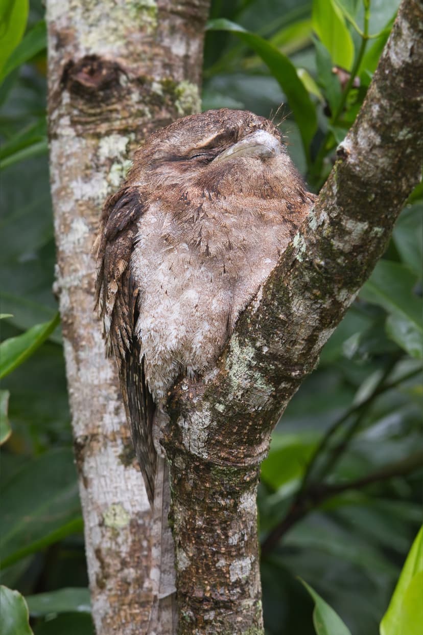 File:Podargus papuensis - Daintree River.jpg - Wikipedia