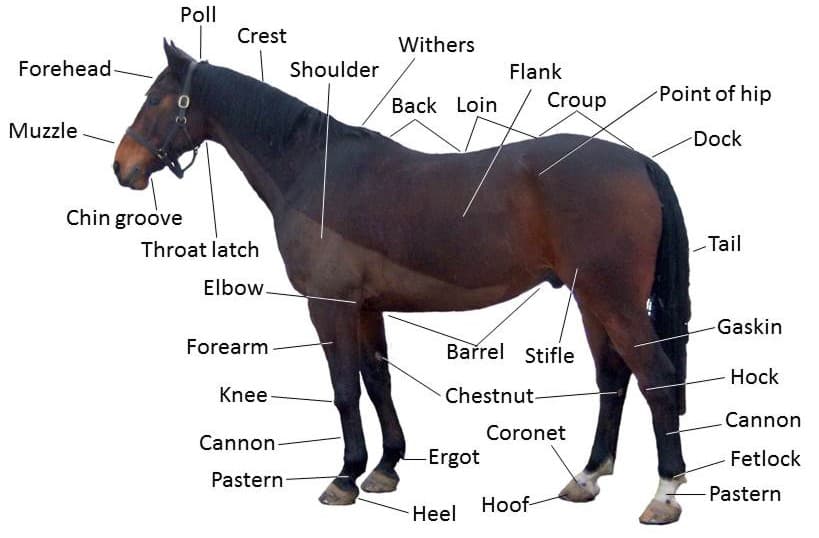 Ficheiro:Points of a horse.jpg – Wikipédia, a enciclopédia livre