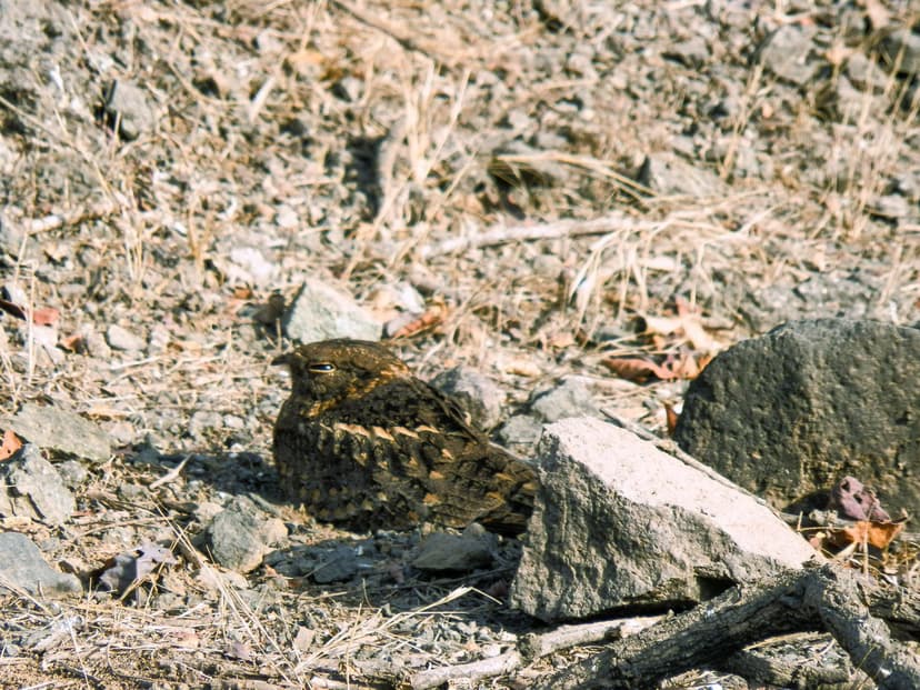 File:Indian Nightjar.jpg - Wikimedia Commons