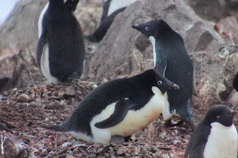 File:Adelie Penguin at eggs IMG 1132.jpg - Wikimedia Commons