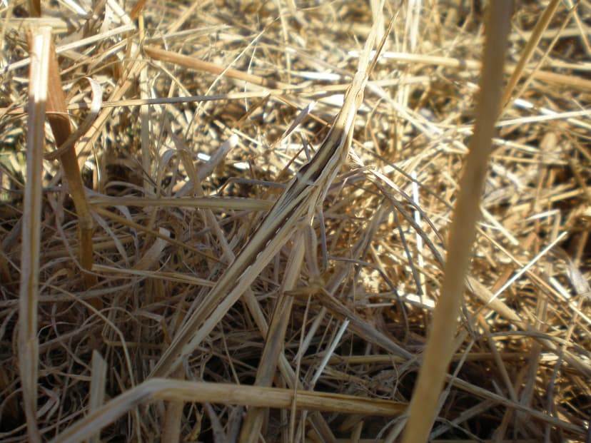 File:Camouflage of stick insect.jpg - Wikimedia Commons