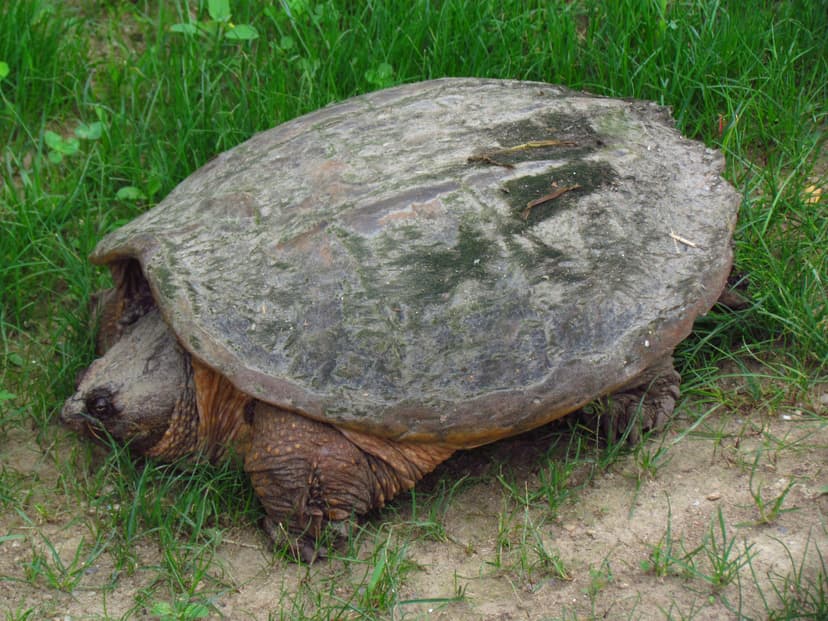 File:Common Snapping Turtle.jpg - Wikipedia