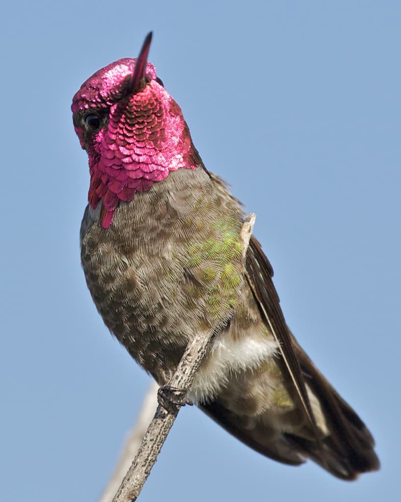 File:AnnasHummingbirdPaloAltoNorvig.jpg - Wikipedia