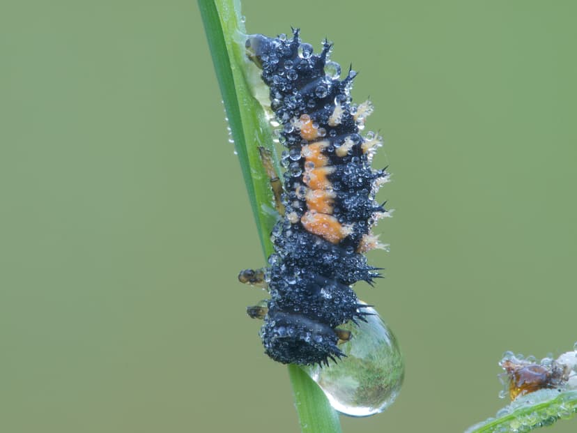 File:Ladybug larva (Coccinellidae).jpg - Wikimedia Commons