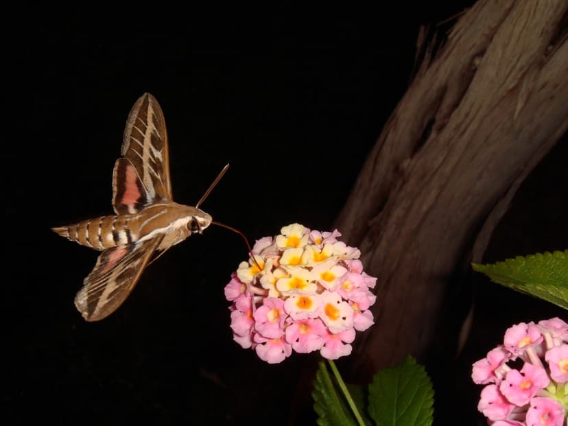 File:Moth feeding on lantana flower.jpeg - Wikimedia Commons