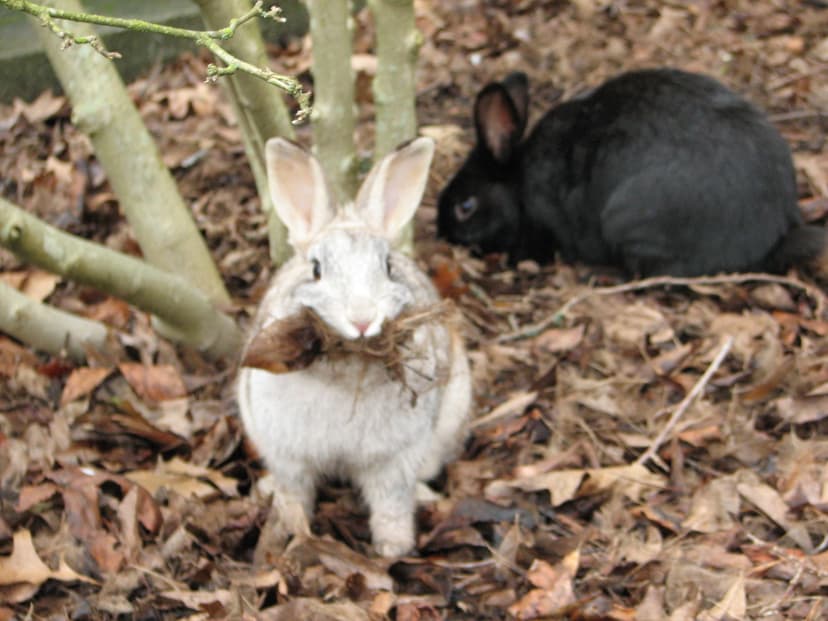 File:UVic Rabbits.jpg - Wikimedia Commons