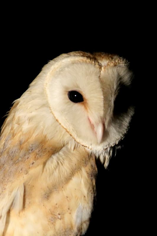File:Barn Owl.JPG - Wikimedia Commons