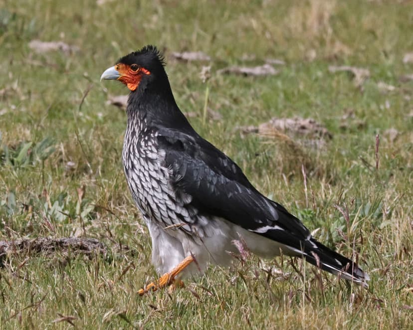 File:Carunculated Caracara JCB.jpg - Wikimedia Commons
