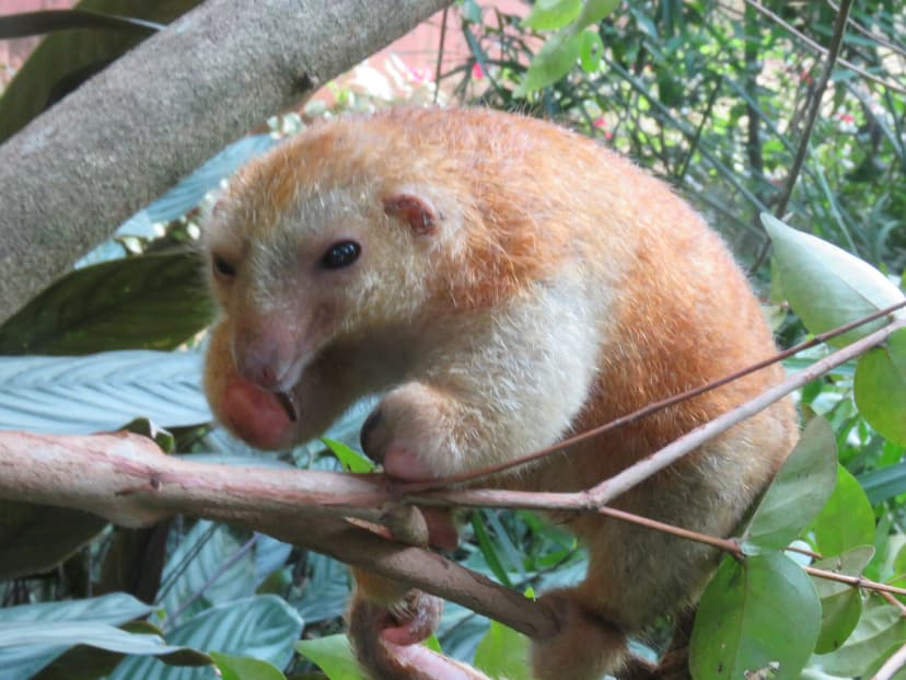 File:Cyclopes rufus 220774316.jpg - Wikimedia Commons