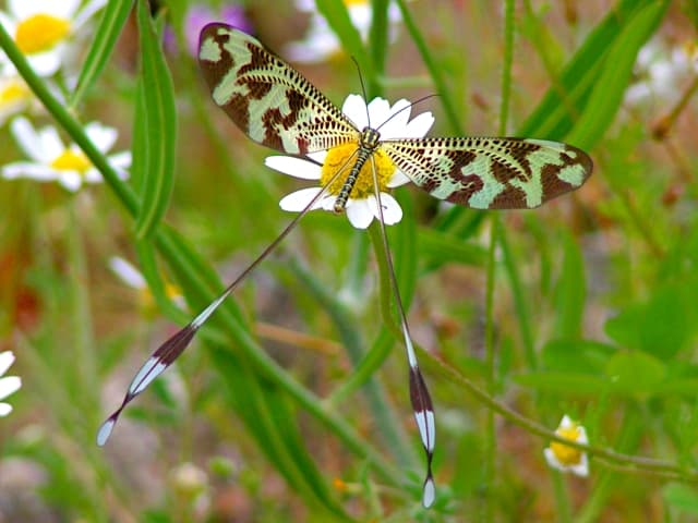 Fájl:Nemoptera bipennis.jpg – Wikipédia