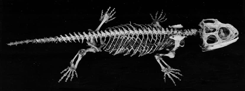 File:Sphenodon punctatus LH288.jpg - Wikimedia Commons