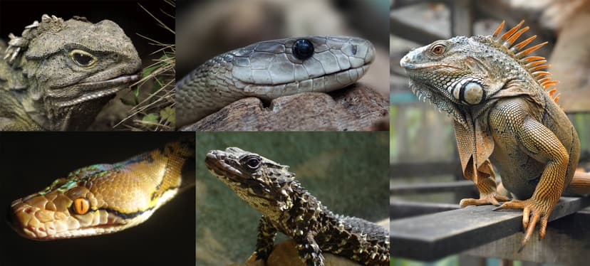 File:Lepidosauria Diversity.jpg - Wikimedia Commons