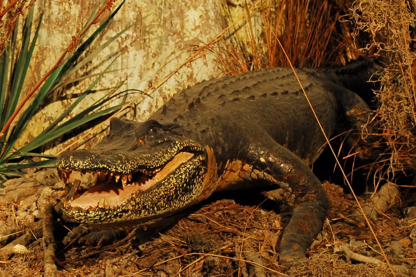 File:WLA hmns Alligator 3.jpg - Wikimedia Commons
