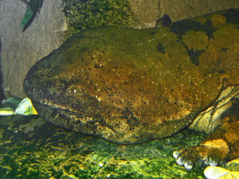 File:Andrias davidianus 01.JPG - Wikipedia