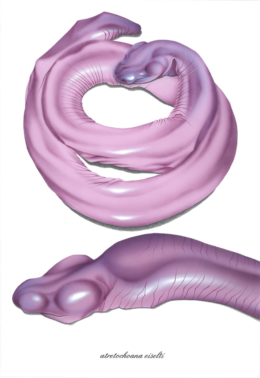Datoteka:Atretochoana eiselti.jpg – Wikipedija