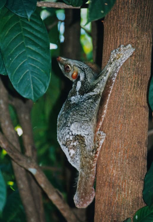 File:Kaguaani 02.jpg - Wikipedia