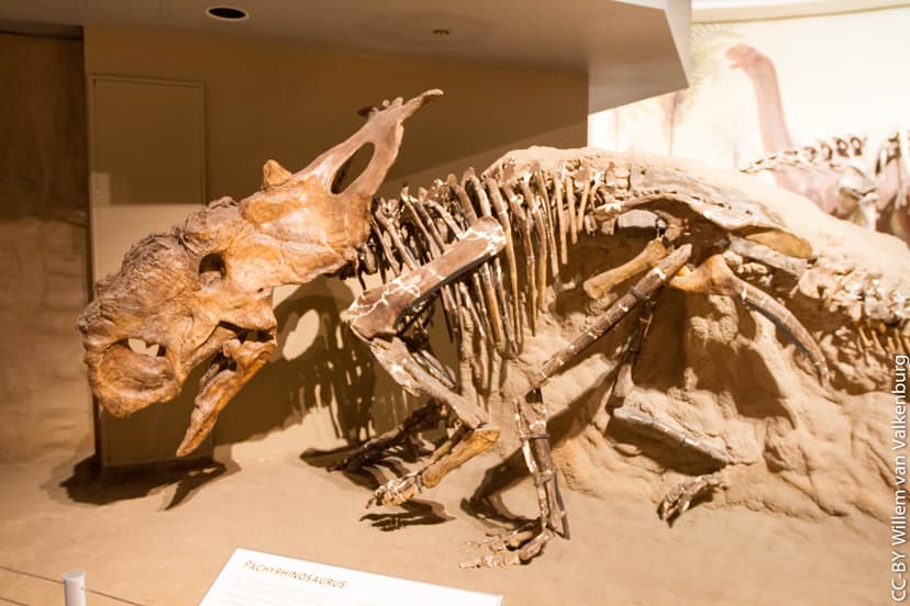 File:Pachyrhinosaurus lakustai Tyrrell.jpg - Wikimedia Commons