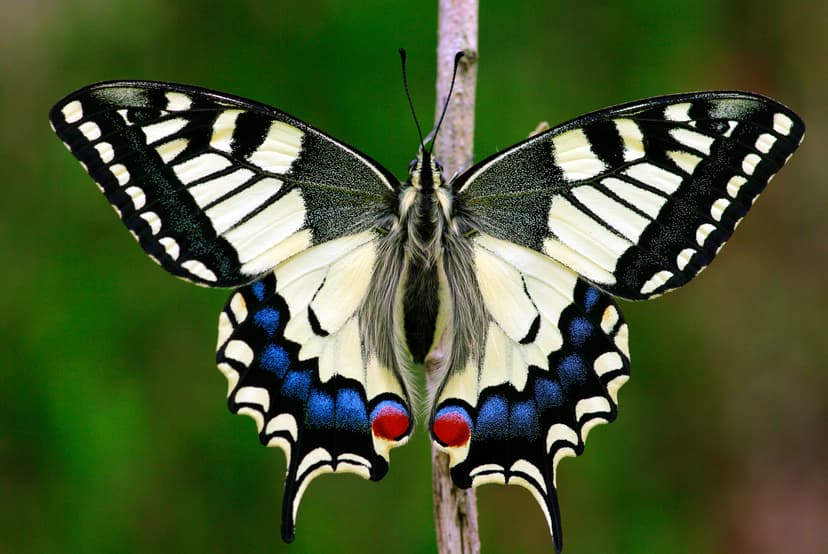 File:PapilioMachaon2016 001.JPG - Wikipedia