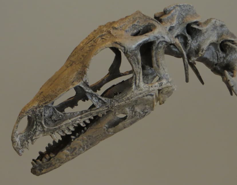 File:Eoraptor skull 56.JPG - Wikimedia Commons