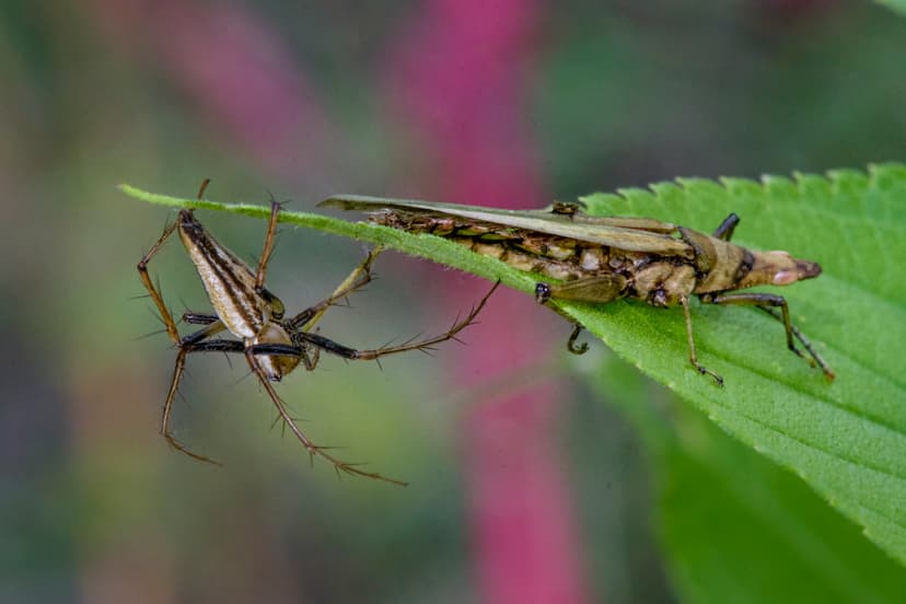 File:Insect Food chain.jpg - Wikimedia Commons