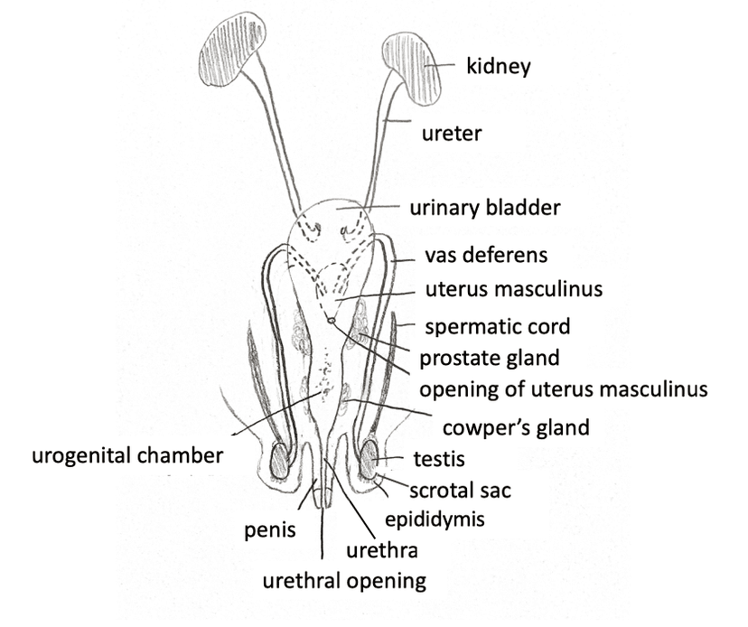 File:Male rabbit reproduction system.png - Wikimedia Commons