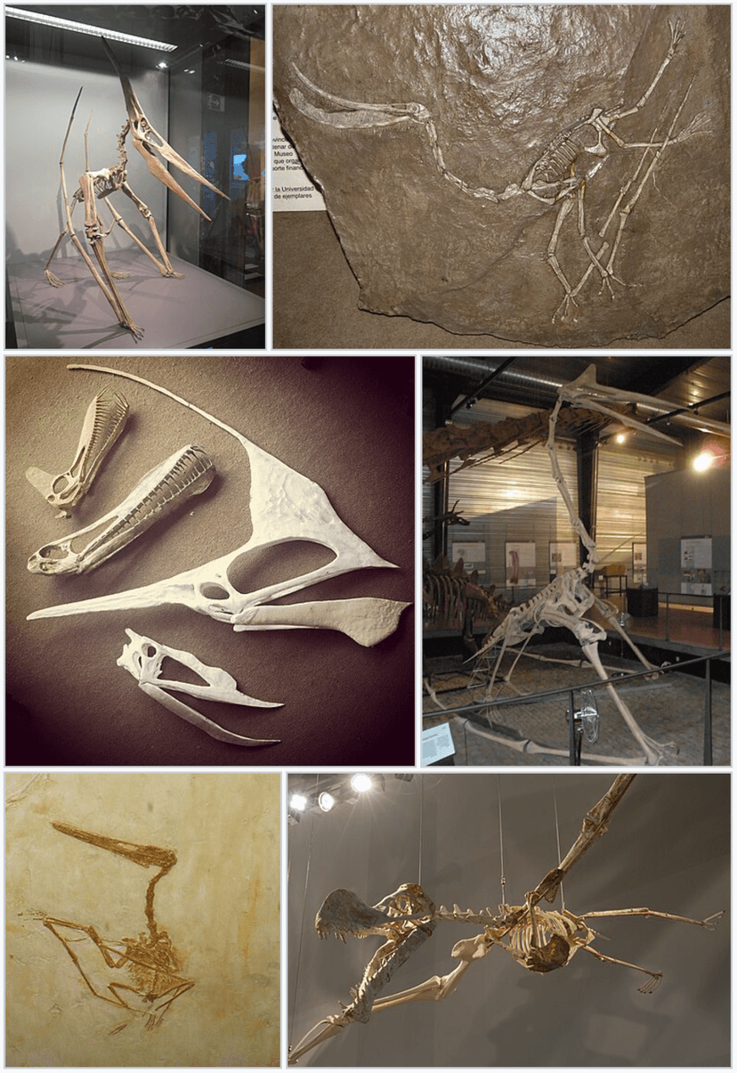 File:Pterodactylodiea Infobox Panoply.png - Wikipedia