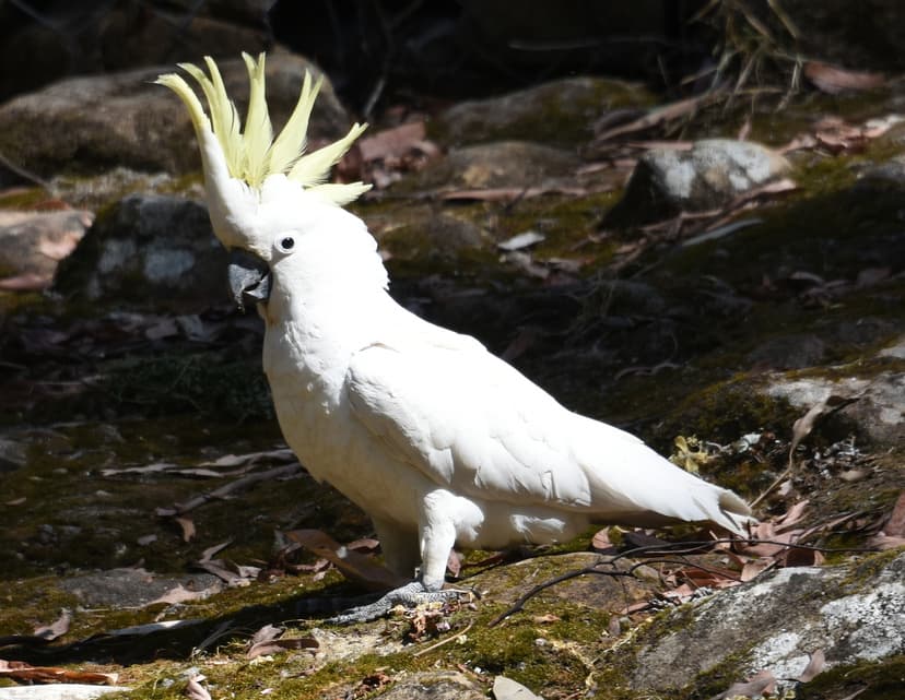 File:(1)Sulphur crested cockatoo-5.jpg - Wikimedia Commons